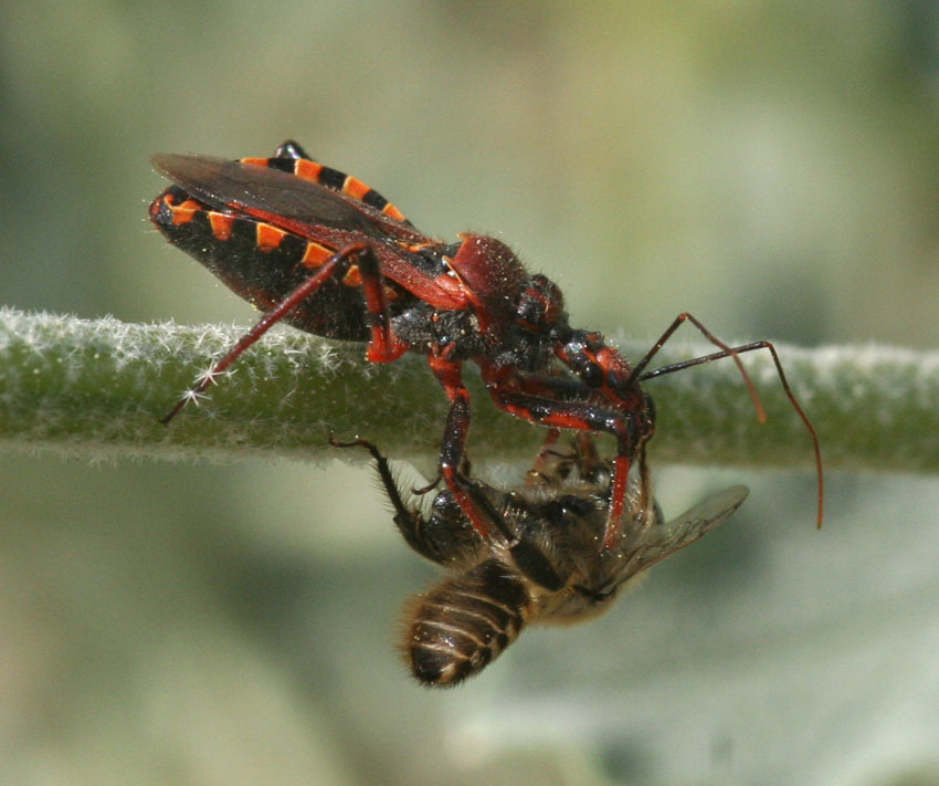 Galleria di insetti predatori e loro prede